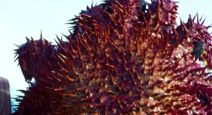 Can Starfish Hurt You?