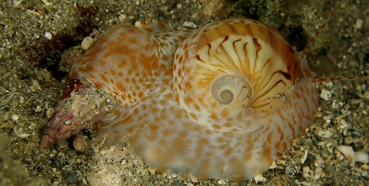 Colorful Atlantic Moonshell (Naticarius canrena)