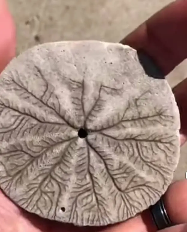 Dried sand dollar shell on seshore