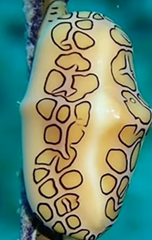 Flamingo Tongue