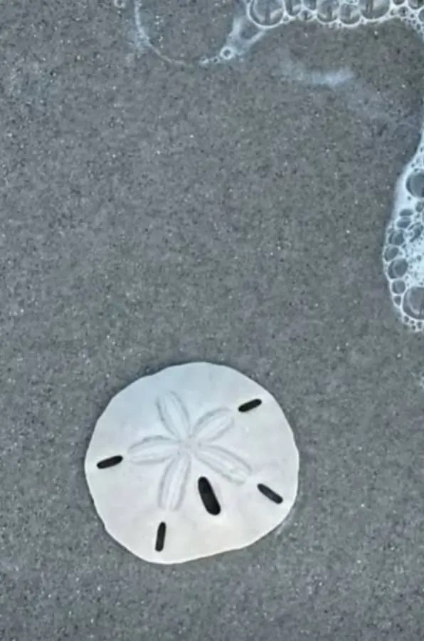 from shore to silver test of sand dollar