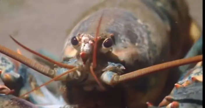 A gray lobster with two eyes and two antennae.