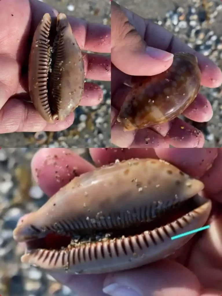 Measled Cowrie (Macrocypraea zebra)