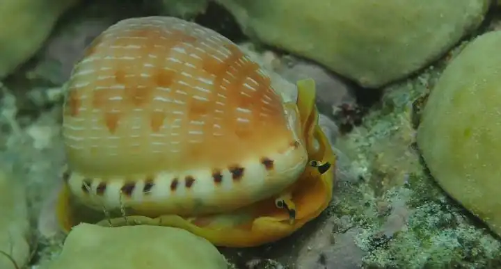Reticulated Cowrie Helmet (Cypraecassis testiculus)