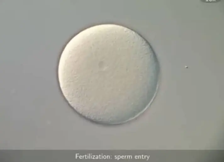 the life cycle of a sand dollar from fertilization