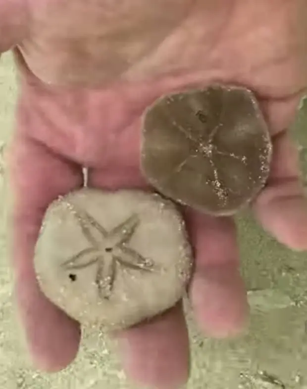 adult sand dollar