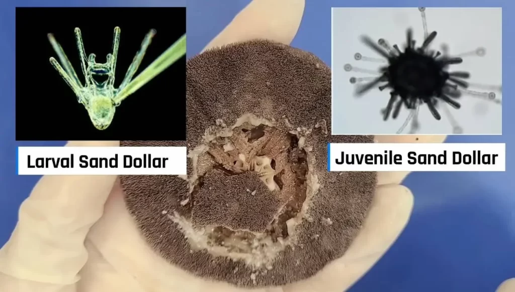 Life Cycle of a Sand Dollar From Larval to Adult Sand Dollar