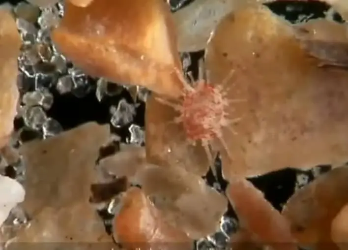 sand dollar juvenile