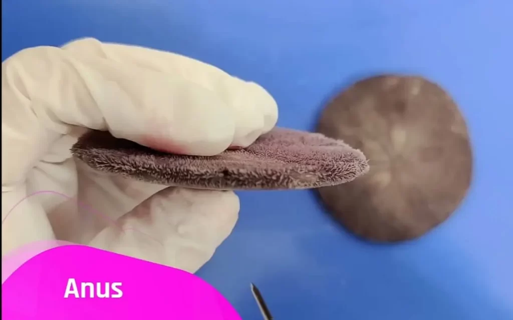 sand dollar anus