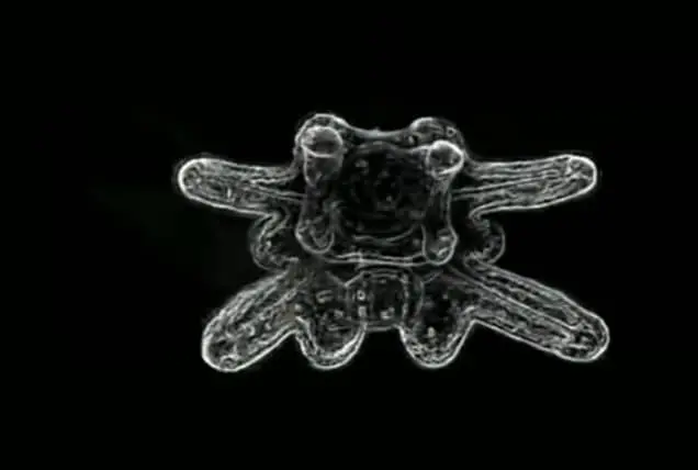 sand dollar 8 arms larva
