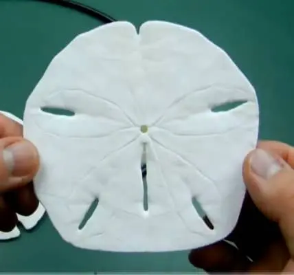Sand dollar white skeleton called test