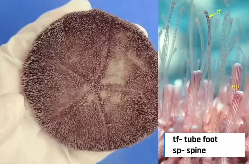 sand dollar tube feet and spines
