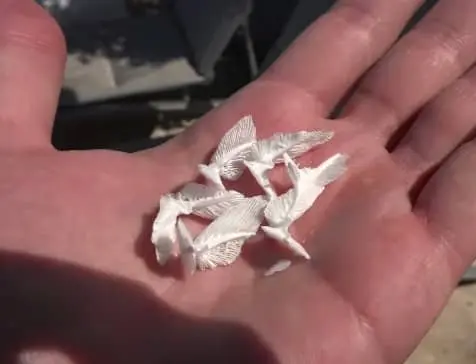 sand dollar teeth