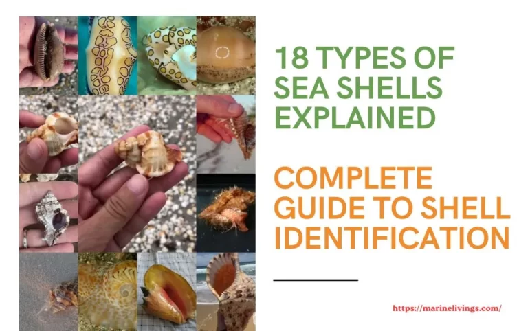 types of sea shells