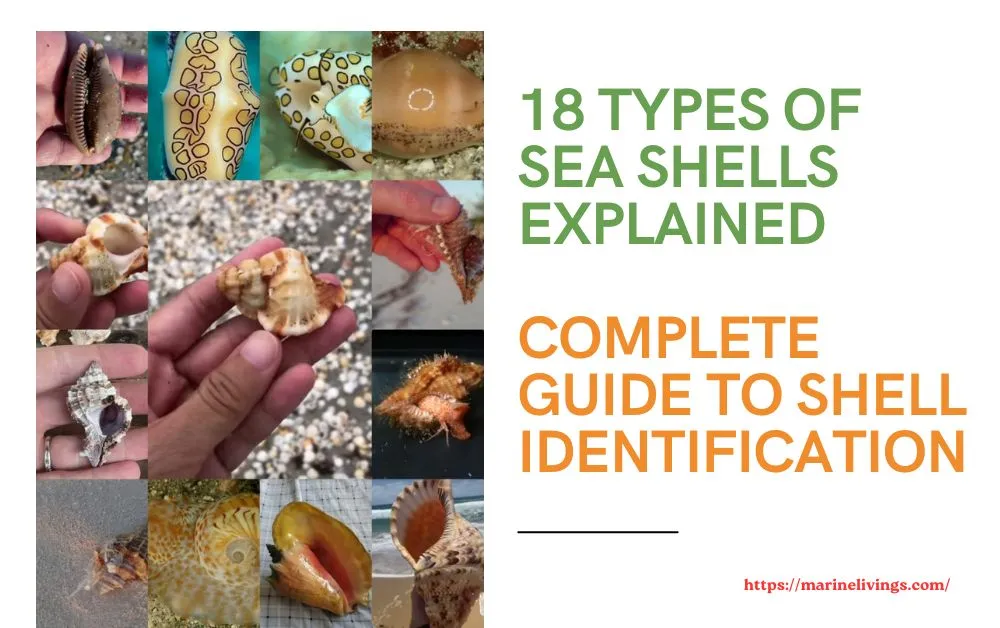 types of sea shells