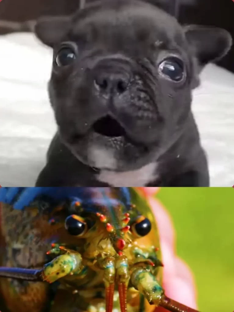 can a lobster bite kill a dog