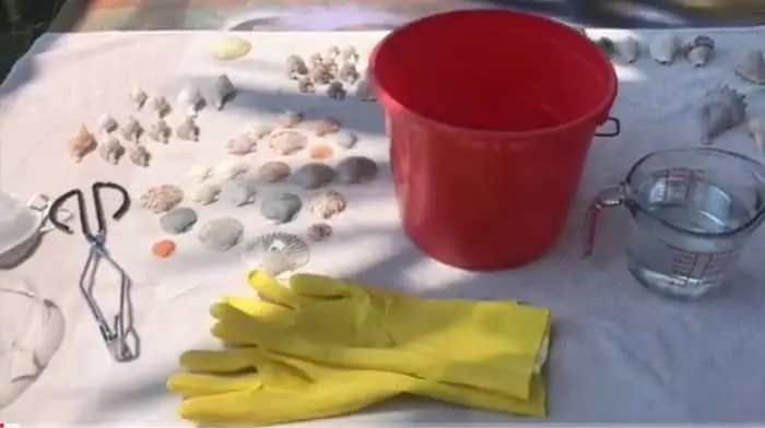 How to Clean & Preserve Different Types of Seashells