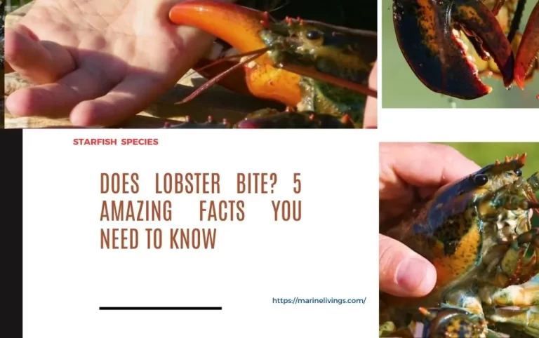 Lobster bite
