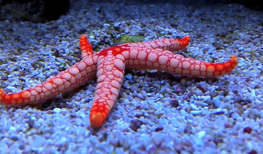 Pacific Blood Starfish