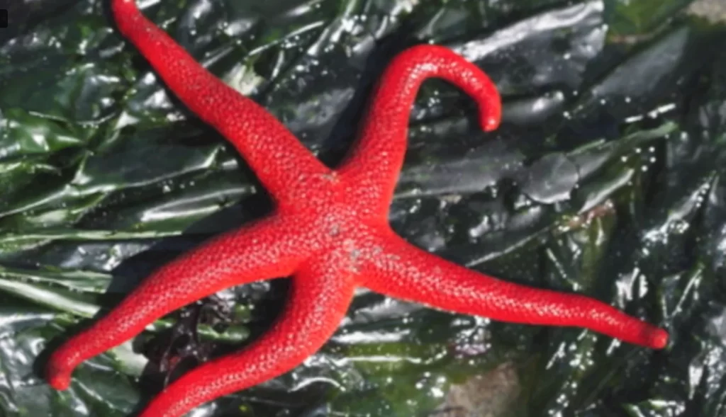 Henricia leviuscula