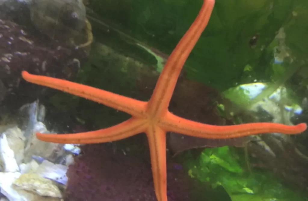 Henricia leviuscula sea star species