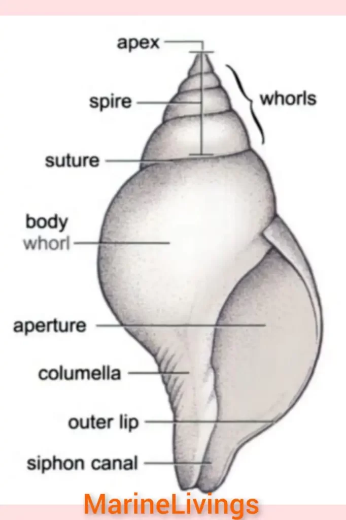 Seashell Anatomy Simplified for Easy Understanding