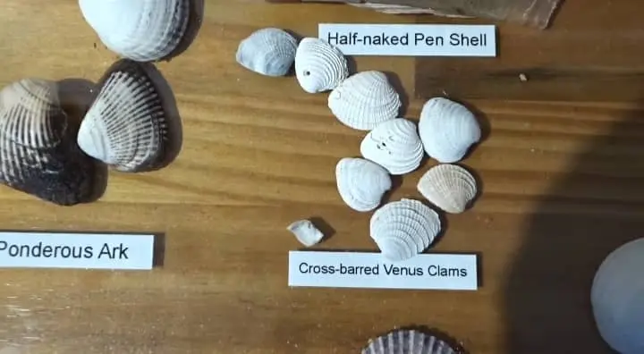 bivalves seashells