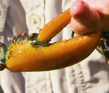 can a lobster breaks a finger