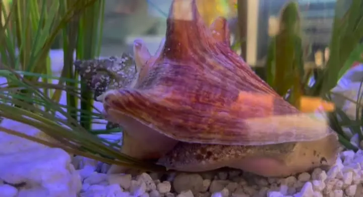 conch shell