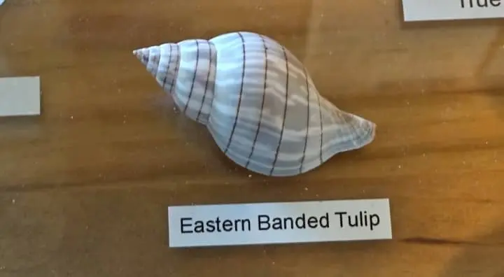 eastern banded tulip