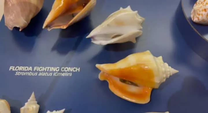 florida fighting conch