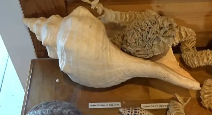 Gastropods shells