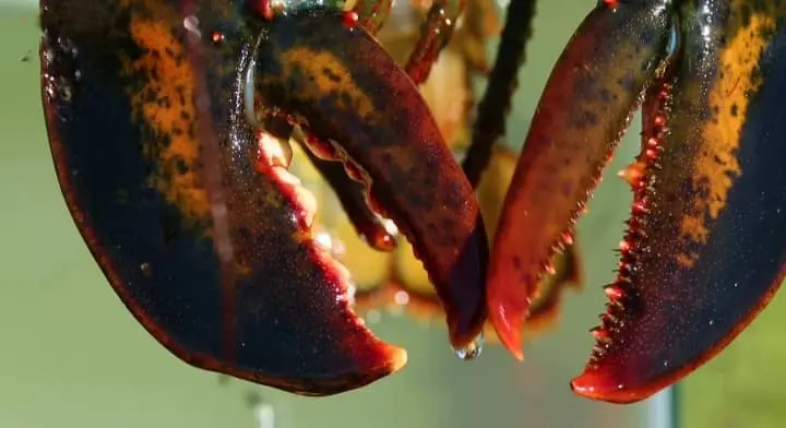 lobster claws