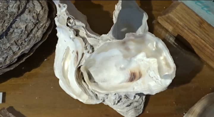 oyster
