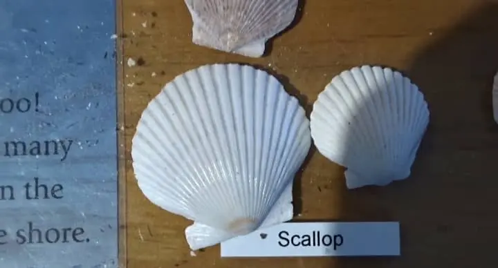 scalllop