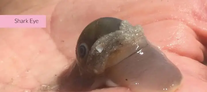 shark eye