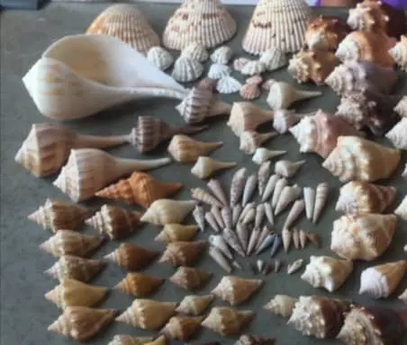 shells at captiva