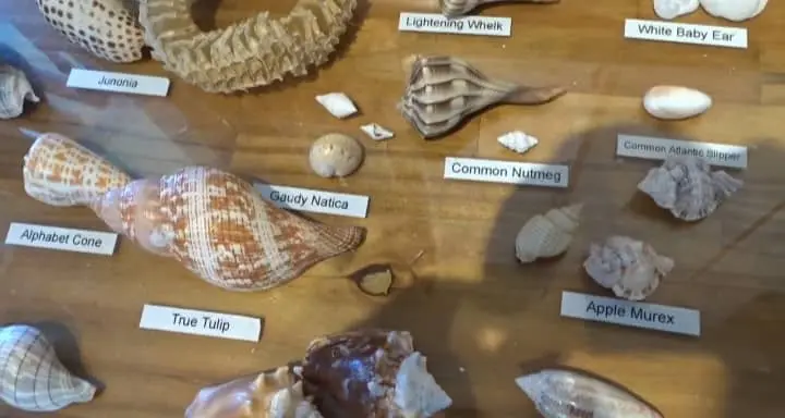 different types of seashells identification
