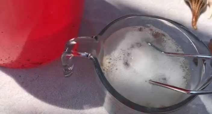 soak seashell in bleach