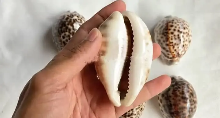 tiger cowries