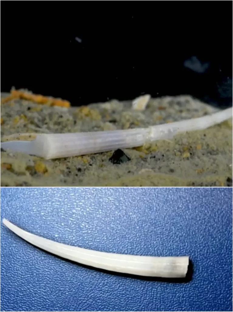 tuskshells