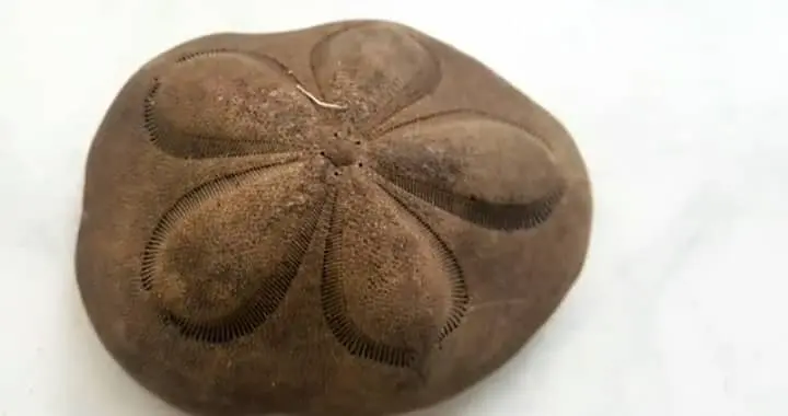 brown sand dollar