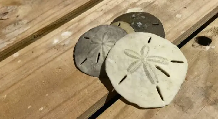 How to Preserve Your Sand Dollars?