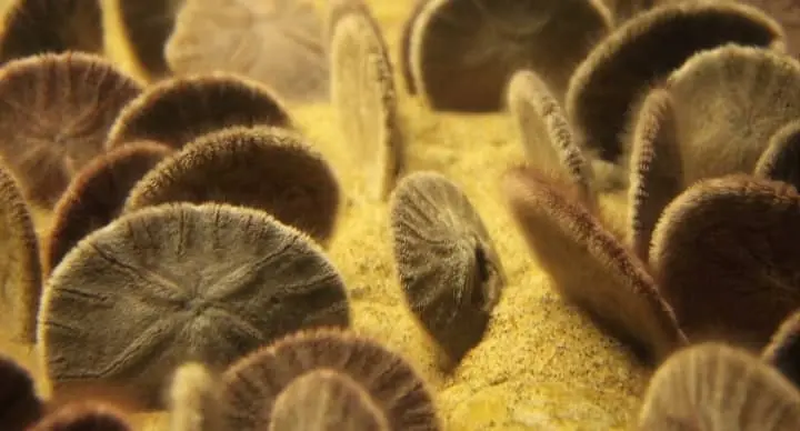 how sand dollars are born