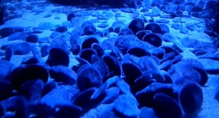 Sand Dollars Living Spaces Are Crowded