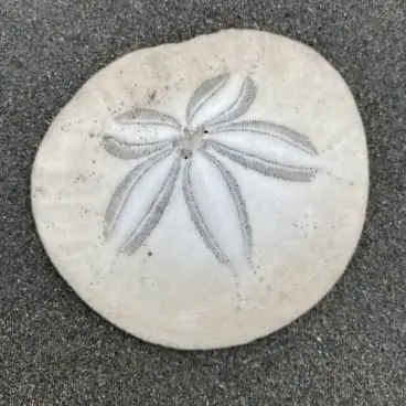 sand dollar petaloid ambulacra
