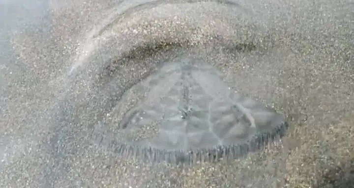 sand dollar diging into sand