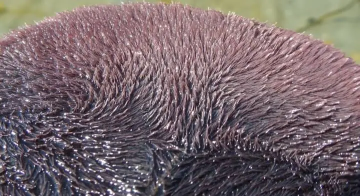 sand dollar spines