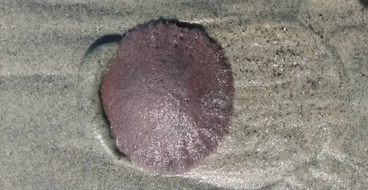 What Are Sand Dollars?