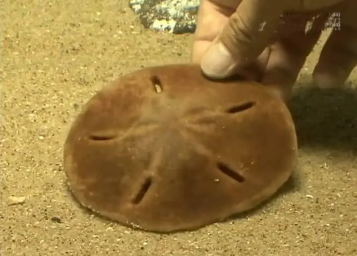 sand dollar 